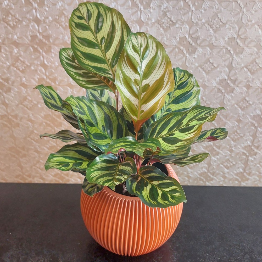 Tropical House Plant