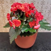 Begonia Plant