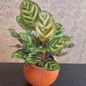 Tropical House Plant